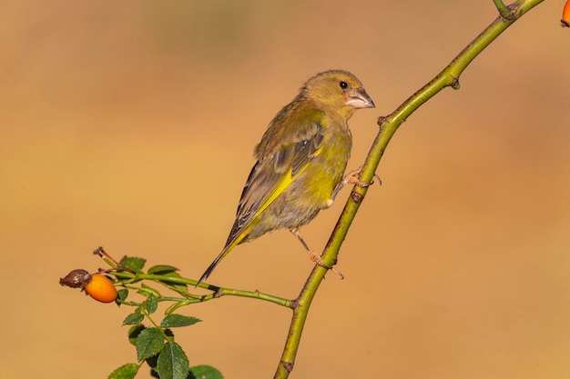 Verdier d'Europe ou verdier Chloris chloris Cordoue Espagne