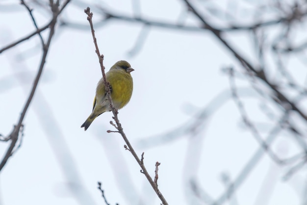 Verdier mâle (Chloris chloris) sur l'arbre, l'heure d'hiver Verdier d'Europe