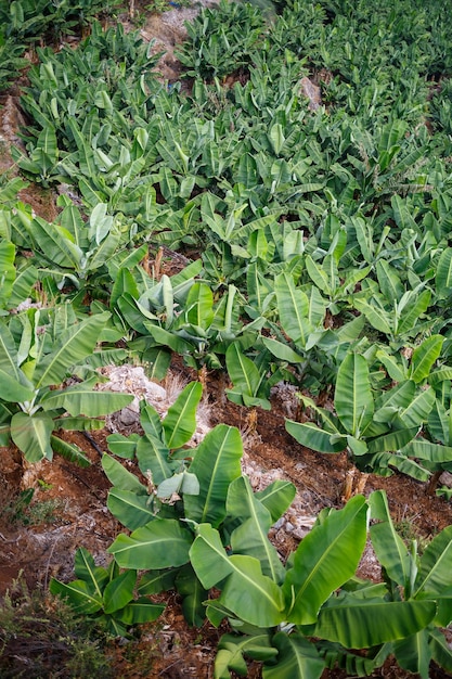 Verdir l'environnement avec des plantes vivantes aux feuilles vertes Les plantes poussent à l'extérieur dans des conditions appropriées