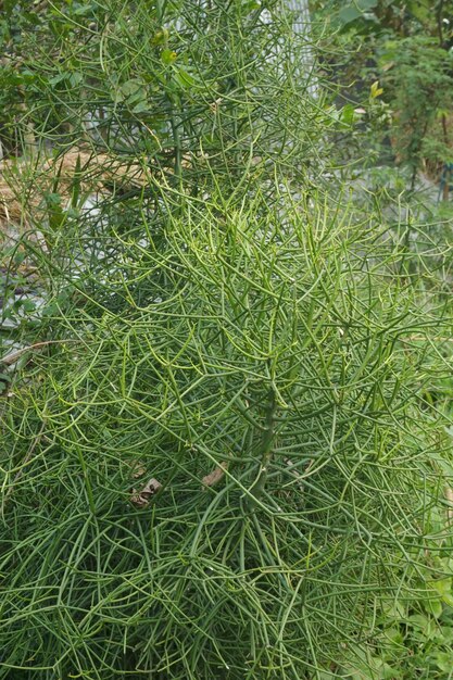 Verdure et champs de récolte