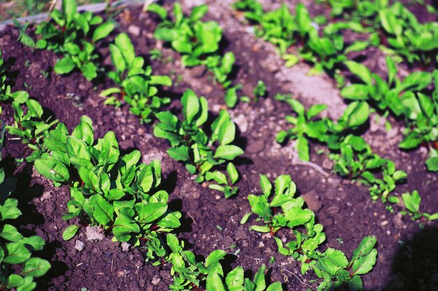 Photo verdure dans une serre verts frais au printemps sur les lits jeunes pousses de semis dans le jardin