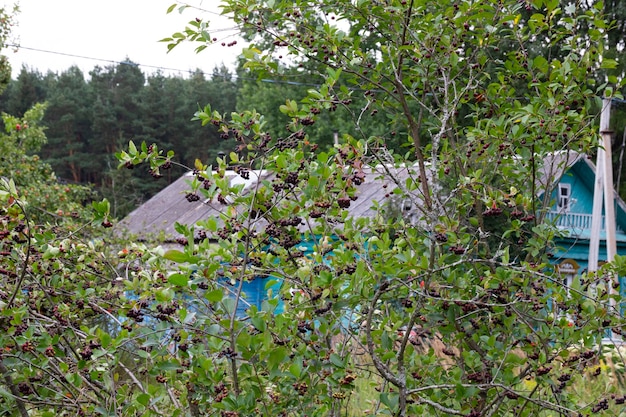 Photo verger en arrière-plan avec une maison de village et une forêt