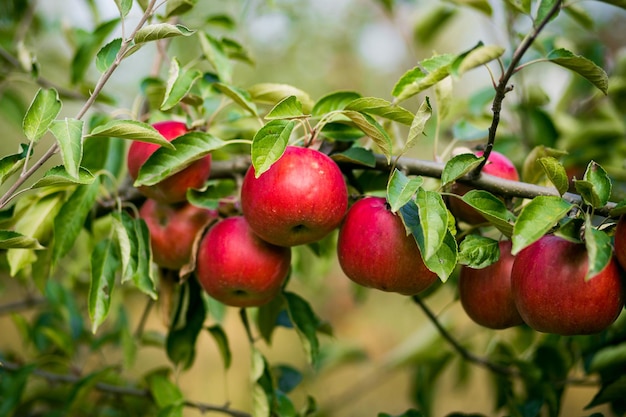 Verger biologique frais plein de pommes rouges mûres avant la récolte