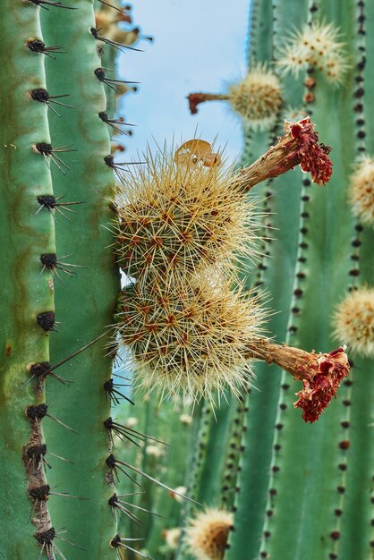 Verger de cactus donnant de riches boules de pitayas avec des épines sur les organes un jour nuageux