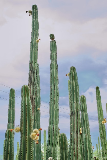 Verger de cactus donnant de riches boules de pitayas avec des épines sur les organes un jour nuageux