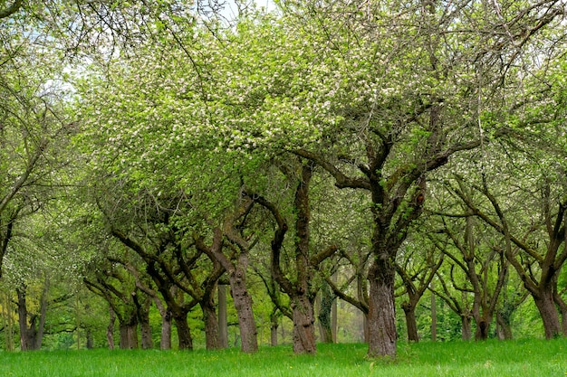 Verger de cerisiers Tronc d'arbre cerisier d'affilée Allée de cerisiers