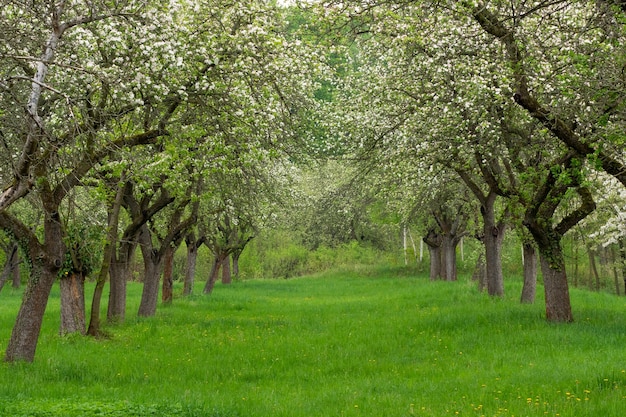 Verger de cerisiers Tronc d'arbre cerisier d'affilée Allée de cerisiers