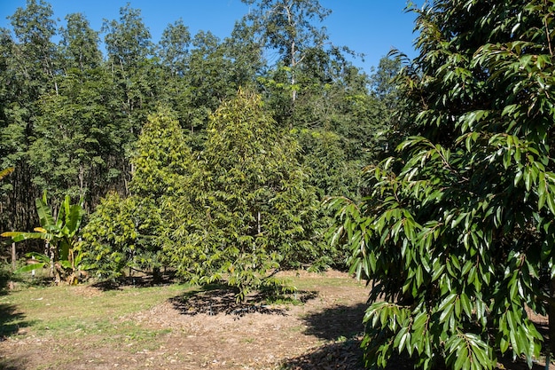 Verger de durians dans la province de Sisaket