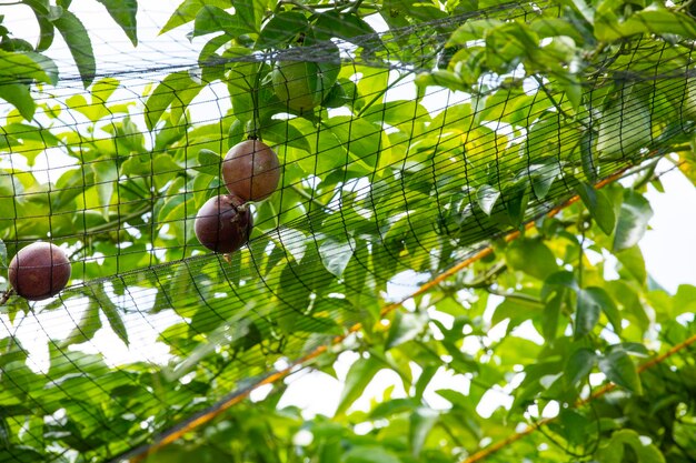 Verger d'été fruit de la passion mûr violet doux