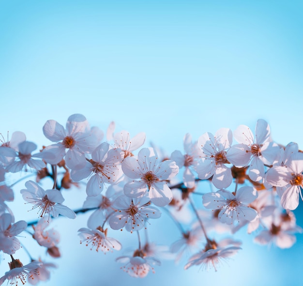 Verger en fleurs Branches de cerisiers en fleurs contre le ciel bleu