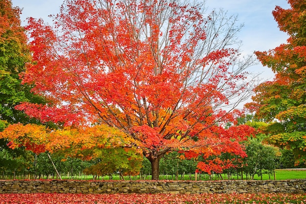 Verger avec mur de pierre et arbres en pleine chute avec des feuilles orange et rouges partout