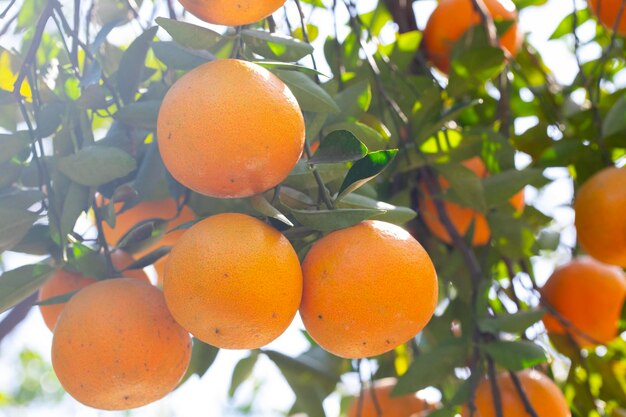 Verger d'orangers du soleil envahi par les agrumes orange jaune