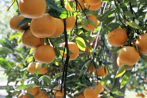 Verger d'orangers du soleil envahi par les agrumes orange jaune