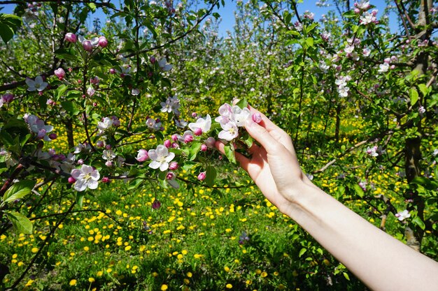 Verger de pommiers en fleurs au printemps et jeune main féminine