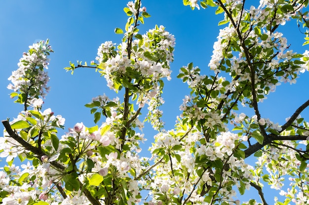 Verger de pommiers en fleurs au printemps sous le soleil et le ciel bleu