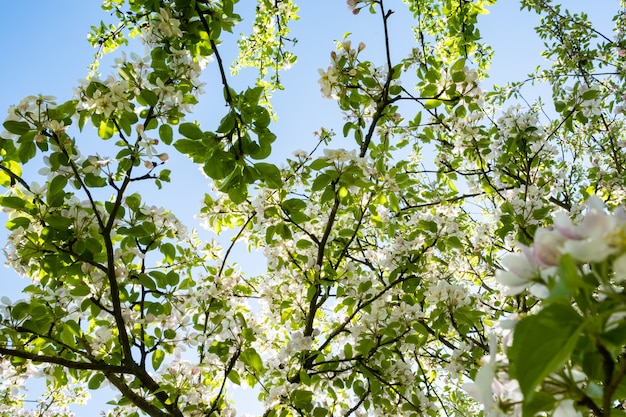 Verger de pommiers en fleurs au printemps sous le soleil et le ciel bleu