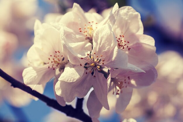 Verger de pommiers en fleurs vintage