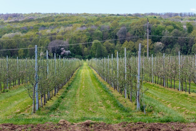 Verger de pommiers avec jeunes plants au printemps