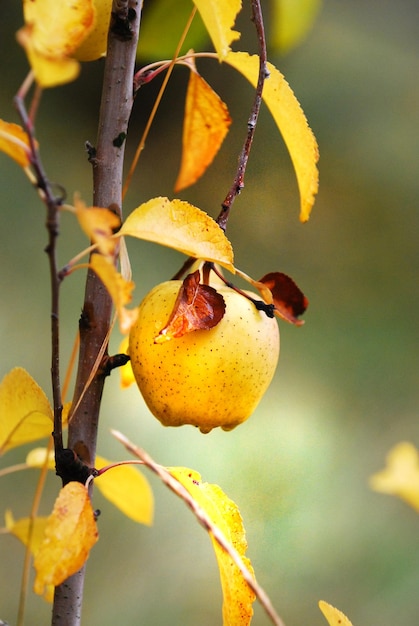 verger de pommiers mûrs sur l'arbre après la pluie du matin image d'un