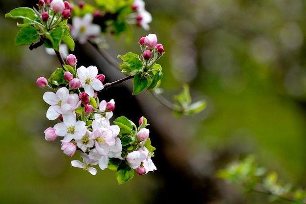 Verger de pommiers avec pommiers en fleurs Jardin de pommiers dans la journée de printemps ensoleillée Campagne au printemps Fond de fleur de jardin de pommiers de printemps