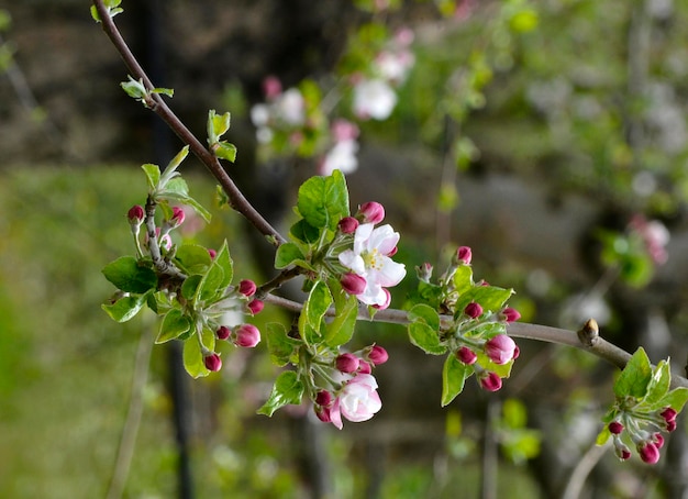 Verger de pommiers avec pommiers en fleurs Jardin de pommiers dans la journée de printemps ensoleillée Campagne au printemps Fond de fleur de jardin de pommiers de printemps
