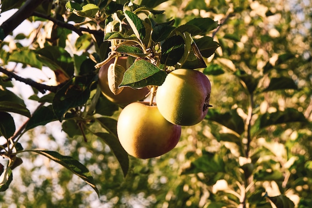 Verger avec soleil du matin et beaux fruits mûrs