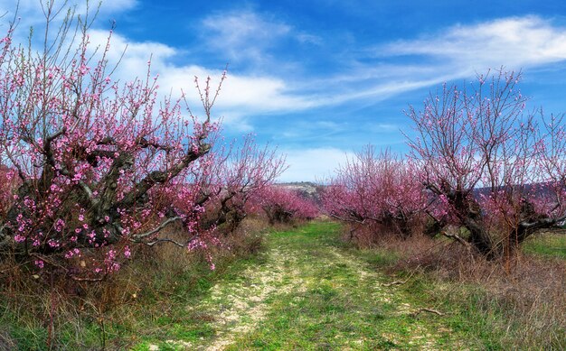 Vergers de pêchers en fleurs au début du printemps