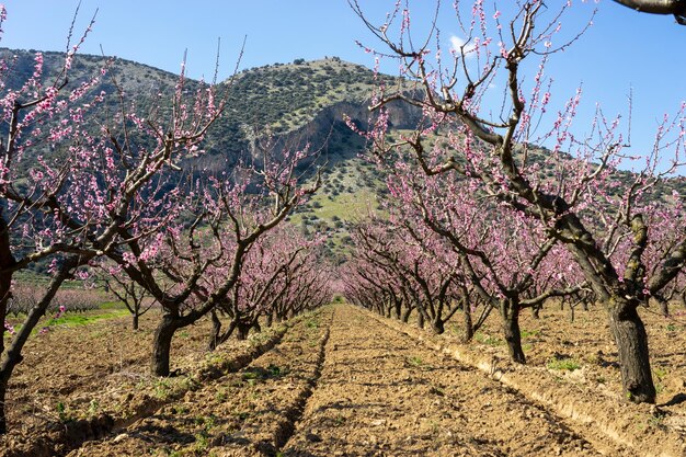 Photo des vergers de pêches aux fleurs roses des terres agricoles en fleurs