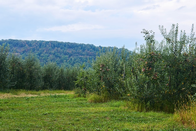 Vergers de pommiers aux fruits mûrs dans une vallée au pied d'une colline boisée