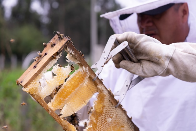 Vérification des abeilles