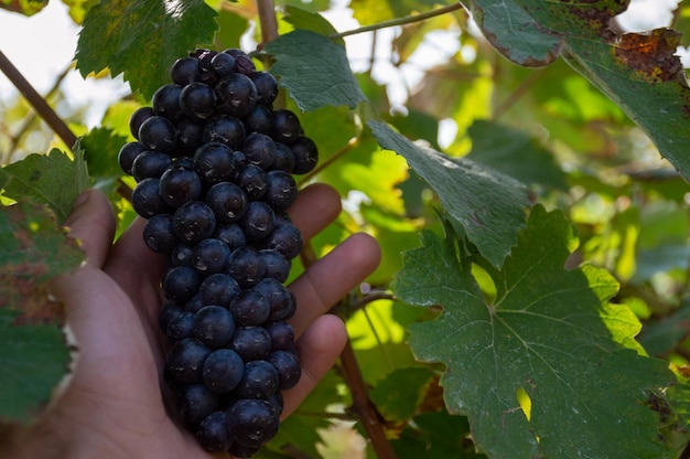 Vérification de la maturité des raisins noirs