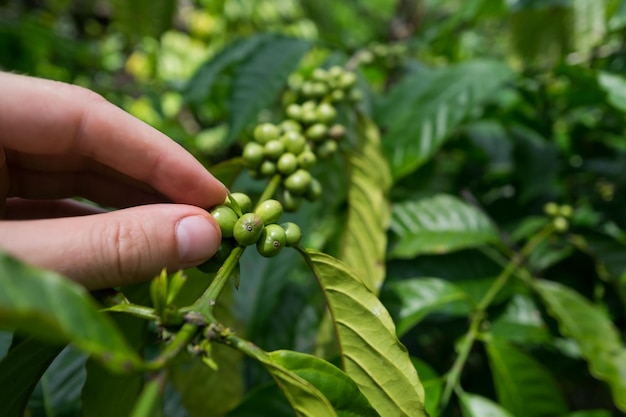 Vérifiez la qualité du grain de café sur la plantation