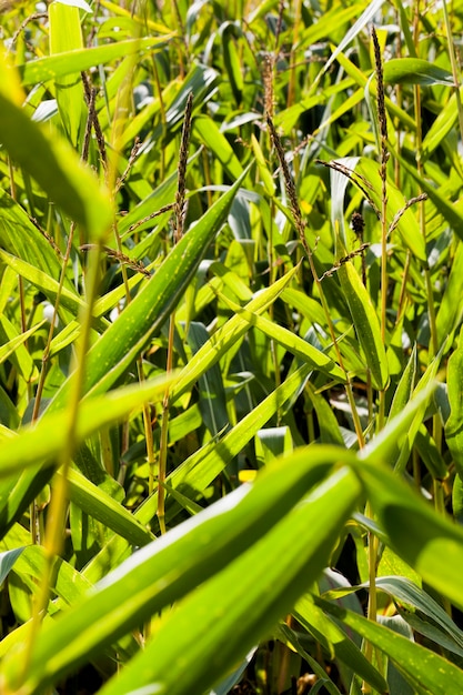 Un véritable champ agricole où se développe une nouvelle culture de maïs sucré