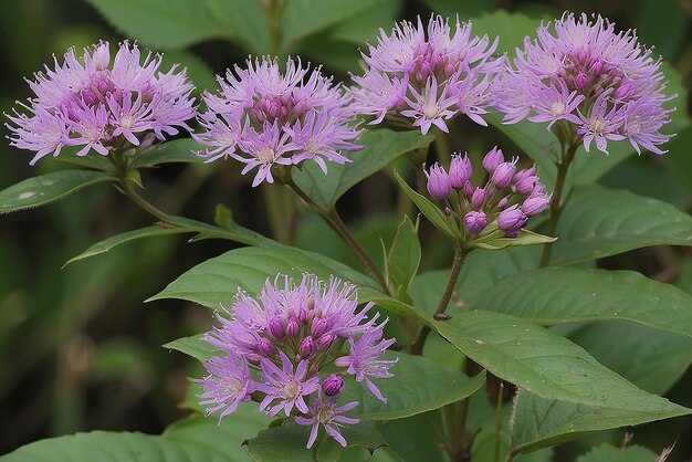 Vernonia cinerea moins de fleurs