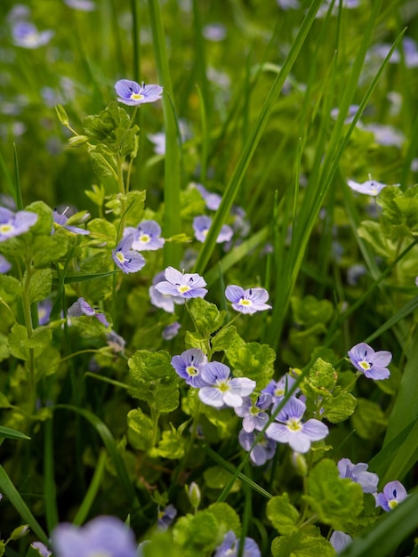 Veronica persica printemps