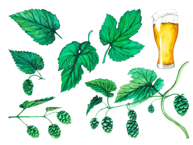 Verre de bière hop et feuilles Collection de bière aquarelle