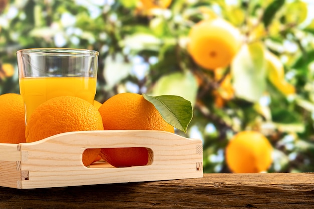 Verre de jus d'orange et fruits orange sur la nature.