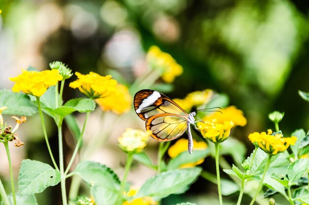 Verre ou miroir papillon transparent Greta Oto lépidoptère