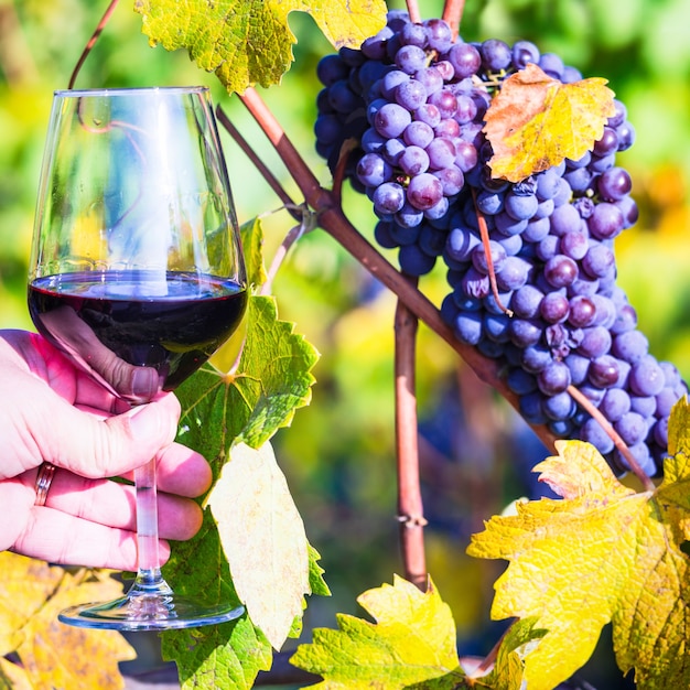 Verre de vigne rouge, vignes et raisin.