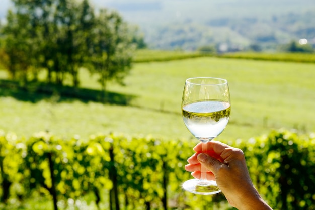 Verre de vin blanc exposé vers le soleil, vignoble en arrière-plan