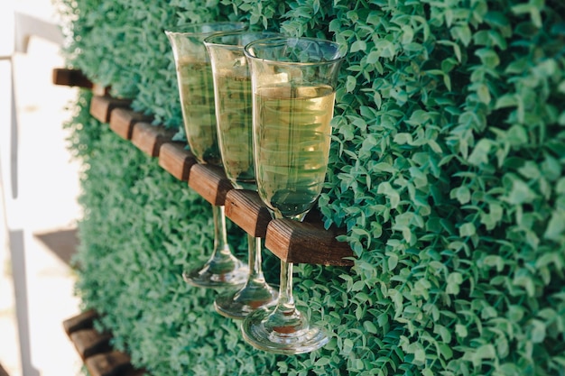 Des verres de champagne sont montés sur un support sur un mur de pelouse vert vertical Verres d'invités vides sur le support Décor au mariage