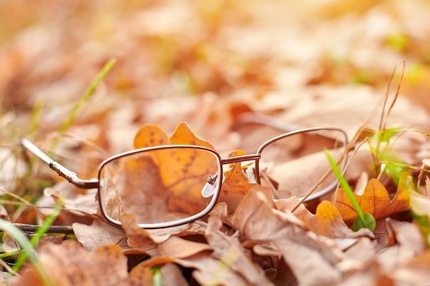 Verres sur feuillage d'automne