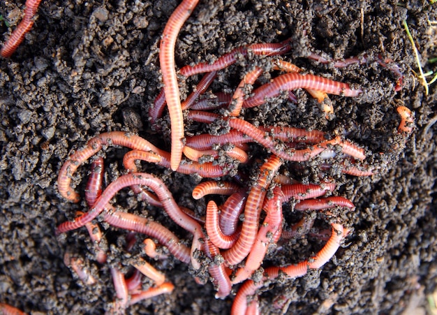 Vers rouges dans le compost