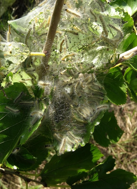 Les vers à soie dans le Web sur une branche d'arbre Macro Shot