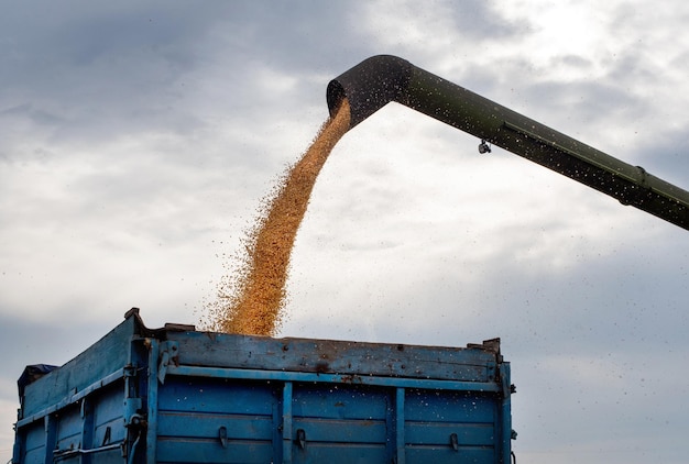 Verser le grain de maïs dans la remorque du tracteur après la récolte au fond du ciel