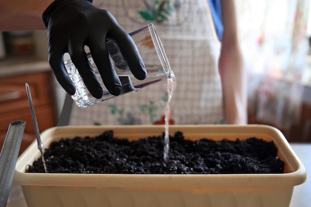 Versez de l'eau d'un verre dans des gants plantés de graines dans le sol dans un long pot pour le balcon