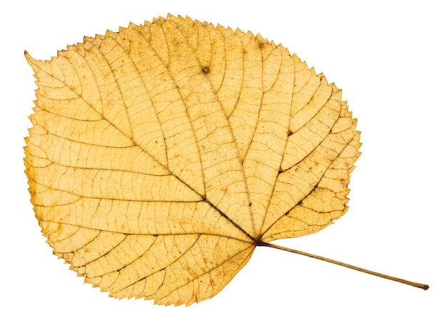 Photo verso de la feuille d'automne jaune du tilleul