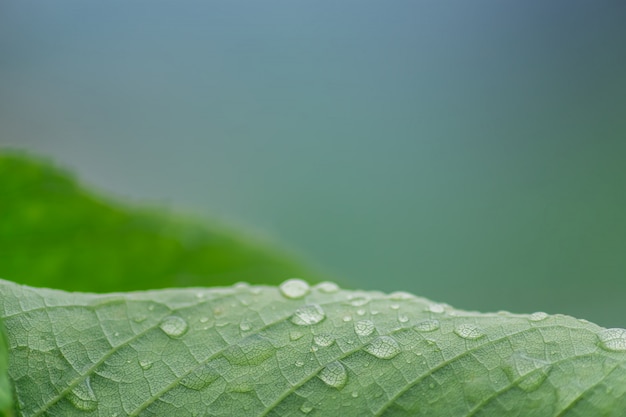 Verso de la feuille de cerisier vert avec des gouttes d'eau. fond de feuillage