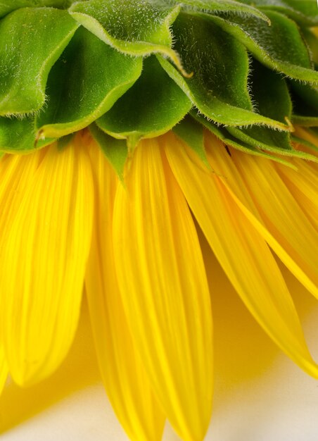 Verso de tournesol jaune vif. Fond floral.