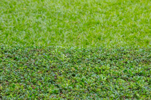 vert d&#39;arbre végétal utiliser pour le fond